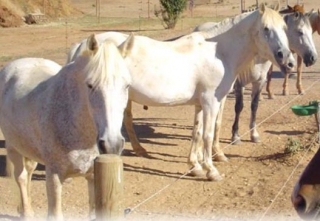Centro ecuestre en las desembocaduras del Ródano 